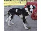 Cash Catahoula Leopard Dog Young Male