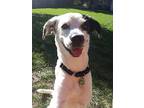 PENNY English Pointer Young Female