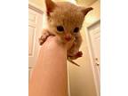 Jasper $75 Domestic Shorthair Kitten Male