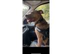 Adopt PEPPER a Brindle Pit Bull Terrier / Collie / Mixed dog in
