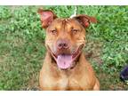 Adopt Gus a Brown/Chocolate Shar Pei / American Staffordshire Terrier / Mixed