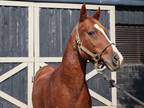 Adopt Jack Jack a Chestnut/Sorrel Arabian / Other/Unknown horse in
