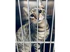 Tiger Tabby * Domestic Shorthair Adult Male