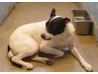 TOBY (Cocoa Center) Rat Terrier Adult Male
