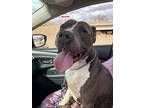 Syrus American Staffordshire Terrier Adult Male