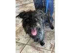 Magic Cairn Terrier Adult Male