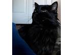 Chester Maine Coon Young Male