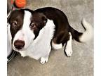 Noel Border Collie Young Female