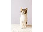 RAYNA American Shorthair Young Female