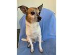 Scooby Jack Russell Terrier Senior Male
