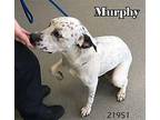 Murphy Dalmatian Adult Male
