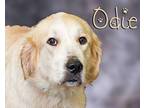 Odie Great Pyrenees Young Female