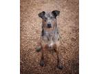 Winchester Catahoula Leopard Dog Adult Male