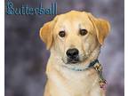 Butterball Great Pyrenees Young Male