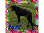 Perry Great Dane Young Male
