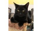 Bob The Builder (Kitten-Must Go With Wendy) Domestic Shorthair Young Male