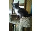 Lady Alice American Shorthair Young Female