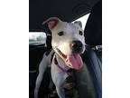 Piper American Staffordshire Terrier Young Female