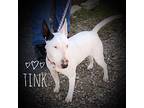 Tink Bull Terrier Adult Female