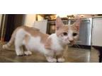Munchkin kits short legged cats (Paul) () -