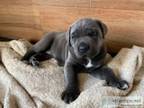 Cane Corso blue girl Puppy for rehomin