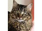 Charlie Maine Coon Adult Female