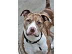 Bubby Pit Bull Terrier Young Male