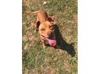 Adopt Baby Cakes a Staffordshire Bull Terrier