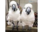 Jamie and Tammy Cockatoo Parrots