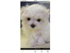 Maltese Puppy Looking for New Homes