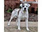 CLAUS American Bulldog Young Male