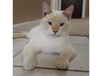 Gorgeous George Tonkinese Young Male