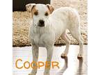 Cooper Blue Heeler Puppy Male
