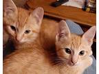 Randy and Rusty Domestic Shorthair Kitten Male