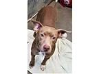 Pinky Pit Bull Terrier Young Female