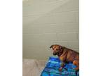 Manny Black Mouth Cur Adult Male
