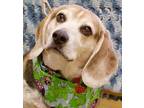 Quigley Beagle Adult Male