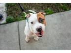 Acorn American Staffordshire Terrier Adult Male