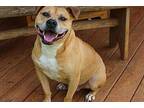 Amos American Staffordshire Terrier Adult Male