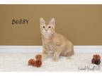 Bobby Domestic Shorthair Kitten Male