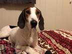Adopt Gus a Tricolor (Tan/Brown & Black & White) Treeing Walker Coonhound /