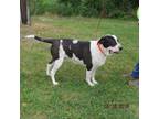 Adopt Maude a Mountain Cur, Great Pyrenees