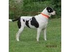 Adopt Gracie a Mountain Cur, Great Pyrenees