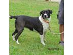Adopt Olive a Mountain Cur, Great Pyrenees