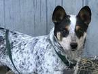 Adopt ACD Senior Theia (Feral-Requires Fencing) a Australian Cattle Dog / Blue