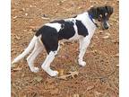 Hershey Treeing Walker Coonhound Puppy Male