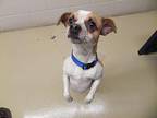 chap Jack Russell Terrier Adult Male