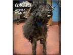 Clarence Poodle (Miniature) Adult Male