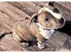 Charlie, social & playful baby Boxer Puppy Male
