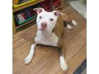 ZENA American Pit Bull Terrier Young Female